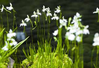 Foto, materieel, vrij, landschap, schilderstuk, bevoorraden foto,Een teugel orchis, Beteugeel orchidee, , Reiger gras, 