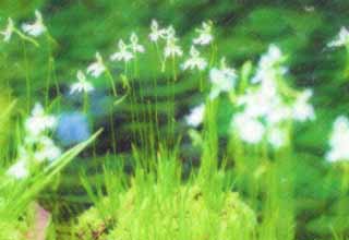 illust, materiell, befreit, Landschaft, Bild, Gemlde, Farbbleistift, Wachsmalstift, Zeichnung,,Ein Zgel orchis, Zgel orchis, , Reihergras, 