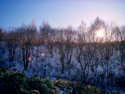 fotografia, materiale, libero il panorama, dipinga, fotografia di scorta,Soleggi oltre un legno di inizio di inverno, montagna, cielo blu, , 