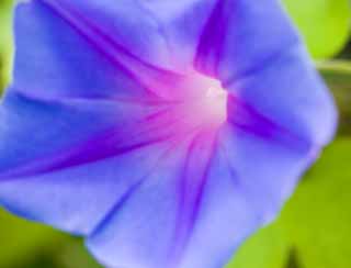 photo,material,free,landscape,picture,stock photo,Creative Commons,A morning glory, morning glory, morning glory, morning glory, 