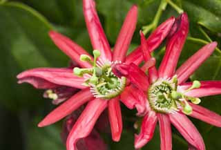 Foto, materieel, vrij, landschap, schilderstuk, bevoorraden foto,Een passionflower, Passionflower, Het lijkt erop was handelswaar dat het loszinnig raakt, , 