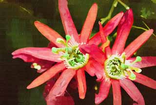 illustration,material,free,landscape,picture,painting,color pencil,crayon,drawing,A passionflower, passionflower, It seems to be good that it becomes loose, , 