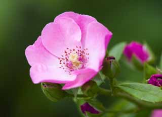 fotografia, materiale, libero il panorama, dipinga, fotografia di scorta,Una rosa, rosa, , , Garofano