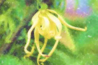 illust, , , , , ,  ,  , .,ylang -ylang., ylang-ylang, Sweetsop,  , 