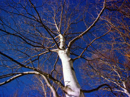 foto,tela,gratis,paisaje,fotografa,idea,En el cielo, el sonido de una plegaria., Montaa, Cielo azul, , 