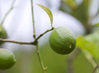 photo,material,free,landscape,picture,stock photo,Creative Commons,The young beauty of a lemon, lemon, , lemon, Fruit