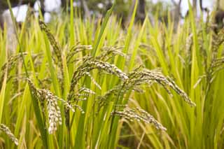 photo,material,free,landscape,picture,stock photo,Creative Commons,A crop of rice, Rice, Rice, U.S.A., Rice