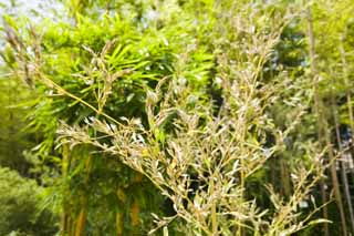 photo,material,free,landscape,picture,stock photo,Creative Commons,A flower of bamboo, flower of bamboo, flower of bamboo, , 