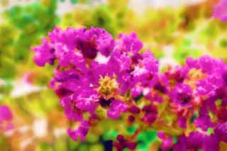 illust, , , , , ,  ,  , ., .,  , Crape myrtle, , 