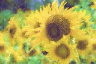 illustration,material,free,landscape,picture,painting,color pencil,crayon,drawing,A sunflower, sunflower, , , 