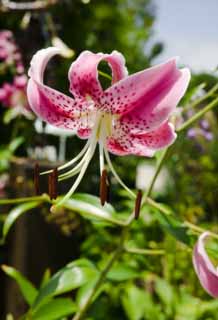 photo,material,free,landscape,picture,stock photo,Creative Commons,A pink lily, lily, lily, lily, 