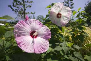 fotografia, materiale, libero il panorama, dipinga, fotografia di scorta,Una rosa Confederata ed enorme, rosa di cotone, Rosa confederata, , 