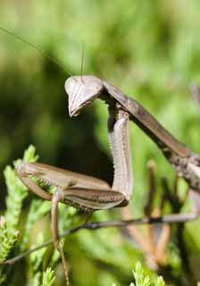 photo,material,free,landscape,picture,stock photo,Creative Commons,A mantis, mantis, mantis, mantis, 