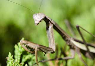 photo,material,free,landscape,picture,stock photo,Creative Commons,A mantis, mantis, mantis, mantis, 
