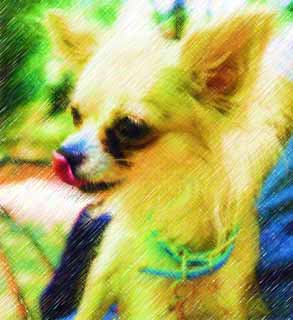 illust,tela,gratis,paisaje,fotografa,idea,pintura,Lpiz de color,dibujo,Chihuahua, Perro, Perro pequeo, , Chihuahua