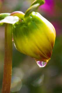 photo,material,free,landscape,picture,stock photo,Creative Commons,A drop of a dahlia, drop of water, drop, drop, drop