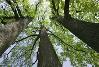 photo,material,free,landscape,picture,stock photo,Creative Commons,Three trees, young leave, blue sky, The bark, branch