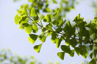 Foto, materiell, befreit, Landschaft, Bild, hat Foto auf Lager,Eine junge Erlaubnis eines ginkgo, ginkgo, , , Jungtiere gehen