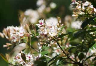 fotografia, materiale, libero il panorama, dipinga, fotografia di scorta,Un fiore bianco, fiore bianco, , , 