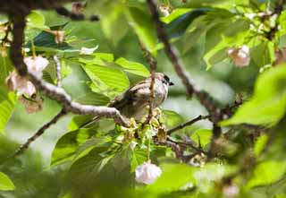 photo,material,free,landscape,picture,stock photo,Creative Commons,Nature of a sparrow, sparrow, , , 