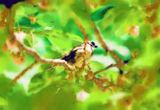 illustration,material,free,landscape,picture,painting,color pencil,crayon,drawing,Nature of a sparrow, sparrow, , , 