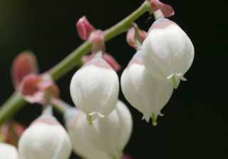 photo,material,free,landscape,picture,stock photo,Creative Commons,A flower of a blueberry, blueberry, white blossom, , 