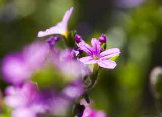 Foto, materiell, befreit, Landschaft, Bild, hat Foto auf Lager,Ein purpurroter Blmchen, purpurrote Blume, , , 