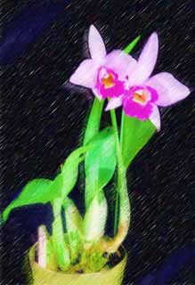illustration,material,free,landscape,picture,painting,color pencil,crayon,drawing,A cattleya potted plant, cattleya, , orchid, 