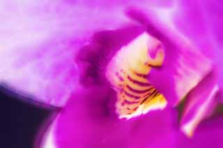 illust,tela,gratis,paisaje,fotografa,idea,pintura,Lpiz de color,dibujo,Tentacin de un cattleya, Cattleya, , Orqudea, 