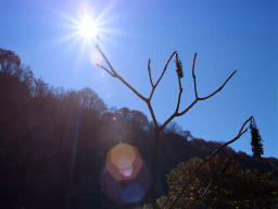photo,material,free,landscape,picture,stock photo,Creative Commons,Lighted branch, sun, , , 