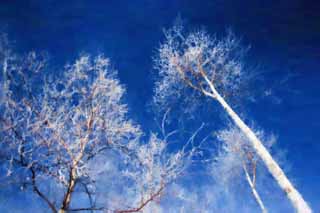 illustration,material,free,landscape,picture,painting,color pencil,crayon,drawing,Look up at the rime on trees, blue sky, The rime on trees, , white birch