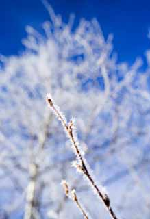 fotografia, materiale, libero il panorama, dipinga, fotografia di scorta,La brina su alberi, cielo blu, La brina su alberi, , frusta bianca