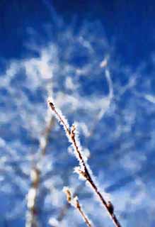 illust, materiale, libero panorama, ritratto dipinto, matita di colore disegna a pastello, disegnando,La brina su alberi, cielo blu, La brina su alberi, , frusta bianca