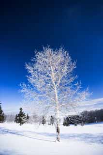 fotografia, materiale, libero il panorama, dipinga, fotografia di scorta,La brina su alberi ed un cielo blu, cielo blu, La brina su alberi, campo nevoso, frusta bianca