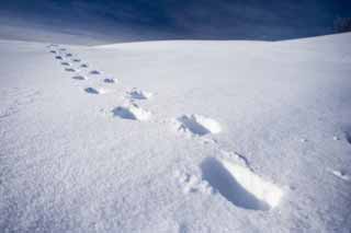 fotografia, material, livra, ajardine, imagine, proveja fotografia,Para o outro lado de um campo nevado, cu azul, pegada, campo nevado, Est nevado