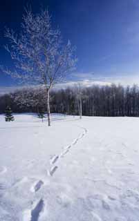 photo,material,free,landscape,picture,stock photo,Creative Commons,To the other side of a snowy field, blue sky, footprint, snowy field, It is snowy