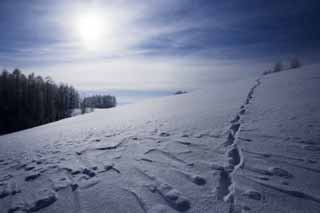 fotografia, material, livra, ajardine, imagine, proveja fotografia,Para o outro lado de um campo nevado, cu azul, pegada, campo nevado, Est nevado