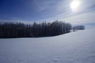 fotografia, material, livra, ajardine, imagine, proveja fotografia,Um campo nevado, cu azul, Est nevado, campo nevado, O sol