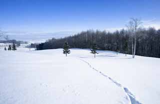 photo,material,free,landscape,picture,stock photo,Creative Commons,To the other side of a snowy field, blue sky, footprint, snowy field, It is snowy