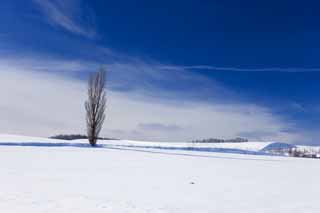 fotografia, materiale, libero il panorama, dipinga, fotografia di scorta,Un campo nevoso, campo nevoso, montagna, albero, cielo blu