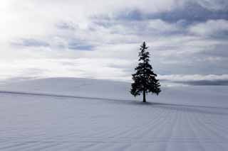 photo,material,free,landscape,picture,stock photo,Creative Commons,A snowy field of a Christmas tree, snowy field, cloud, tree, blue sky