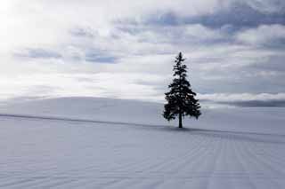 foto,tela,gratis,paisaje,fotografa,idea,Un campo cubierto de nieve de un rbol de Navidad, Campo cubierto de nieve, Nube, rbol, Cielo azul