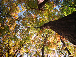 Foto, materieel, vrij, landschap, schilderstuk, bevoorraden foto,Skyward, Herfst laat, , , 