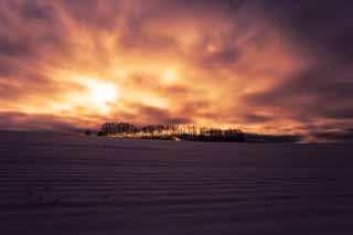 Foto, materieel, vrij, landschap, schilderstuk, bevoorraden foto,Schemering van een snowy veld, Besneeuwd veld, Wolk, Boom, De zon