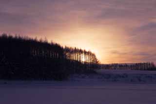 photo, la matire, libre, amnage, dcrivez, photo de la rserve,Crpuscule d'un champ neigeux, champ neigeux, nuage, arbre, Le soleil