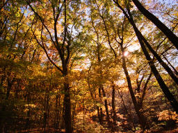 photo,material,free,landscape,picture,stock photo,Creative Commons,Silent wood of autumn, autumn leaves, , , 