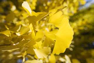 foto,tela,gratis,paisaje,fotografa,idea,Amarillo de un ginkgo, Ginkgo, , , Cielo azul