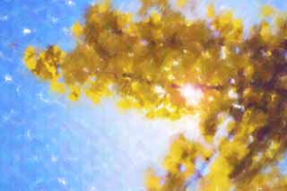 illust, matire, libre, paysage, image, le tableau, crayon de la couleur, colorie, en tirant,Jaune d'un ginkgo, ginkgo, , , ciel bleu