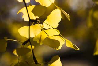 Foto, materieel, vrij, landschap, schilderstuk, bevoorraden foto,Geel van een ginkgo, Ginkgo, , , Blauwe lucht