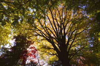 foto,tela,gratis,paisaje,fotografa,idea,Amarillo de un ginkgo, Ginkgo, , , Cielo azul